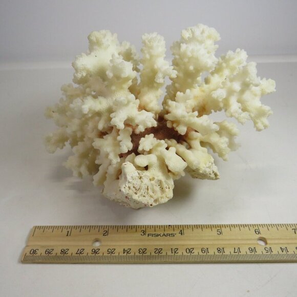 Real Coral white with orangy brown center 5.5" tall over 1lb - Picture 3 of 8
